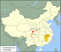 Bosque de bambú en la provincia china de Juangxi
