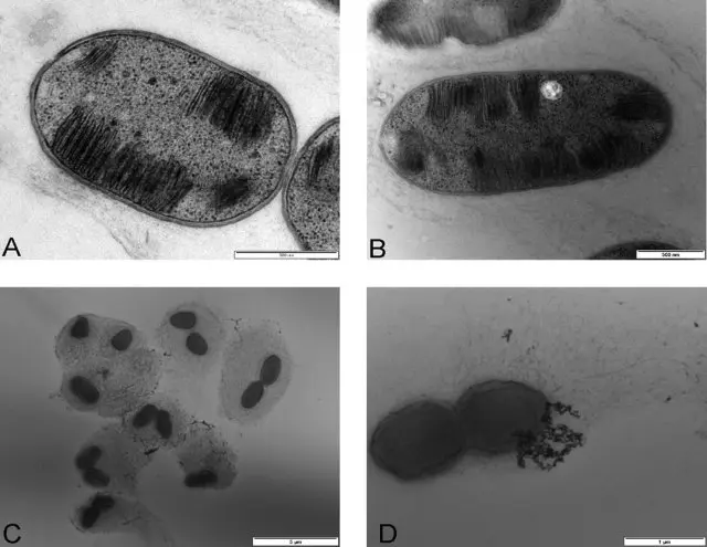 Methanotrophs