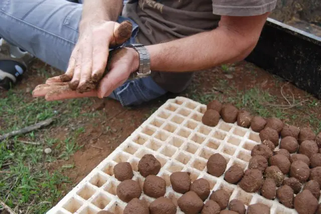 Método Fukuoka: agricultura natural