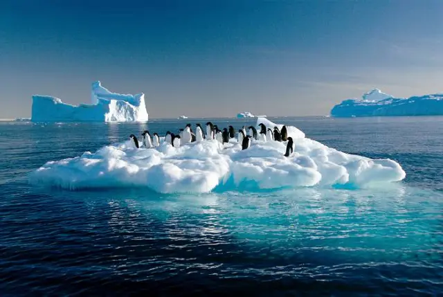 En Antártida hay graves reducciones de las poblaciones de pingüinos