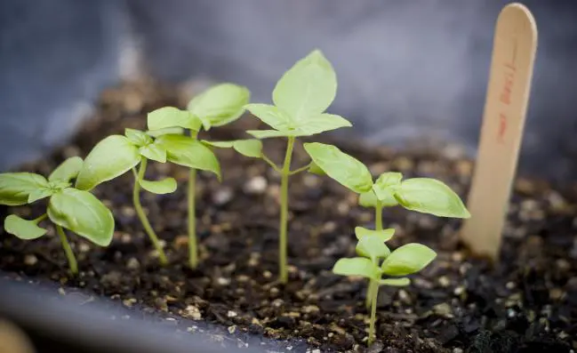 #6 Fertilizantes y abono