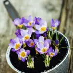 #8 Sartén con flores