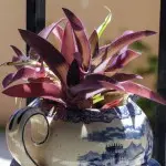 #9 Taza de té