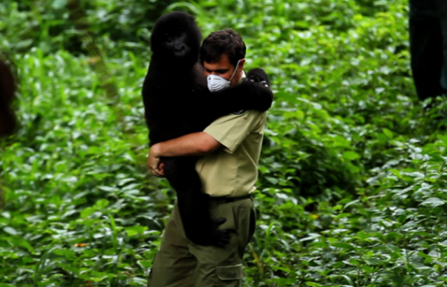 La gran amenaza de Virunga
