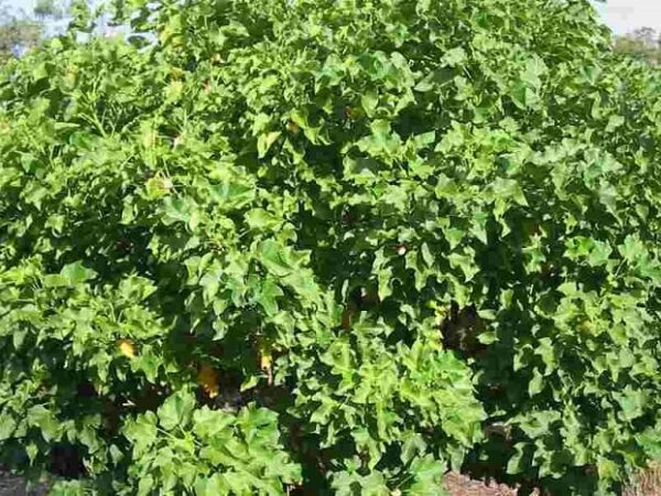 Jatropha Curcas (pinhão manso)