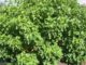 Jatropha Curcas (pinhão manso)