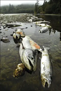 Contaminación ambiental
