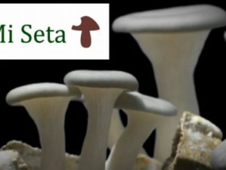 Proyecto "Mi Seta" para el cultivo de setas gourmet en posos de café