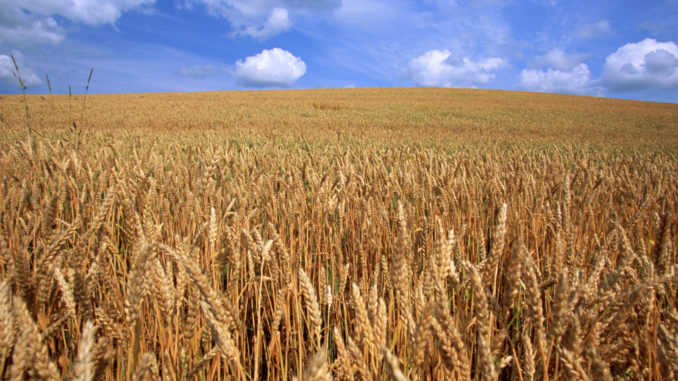 agricultura y cambio climatico