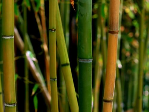 El bambú para la construcción
