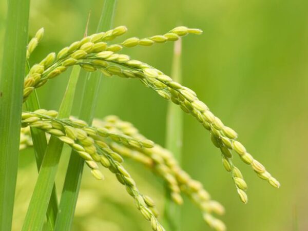 Arroz para biocombustibles