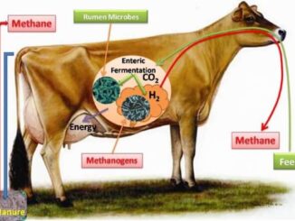 La producción de metano de los animales rumiantes
