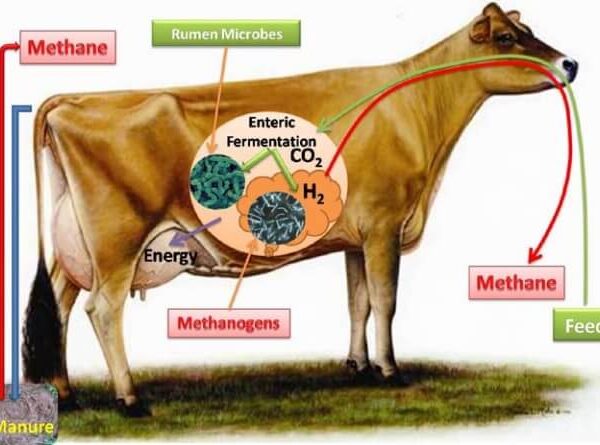 La producción de metano de los animales rumiantes