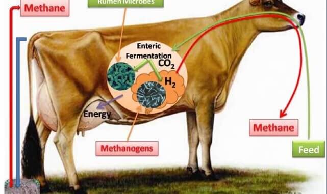 La producción de metano de los animales rumiantes
