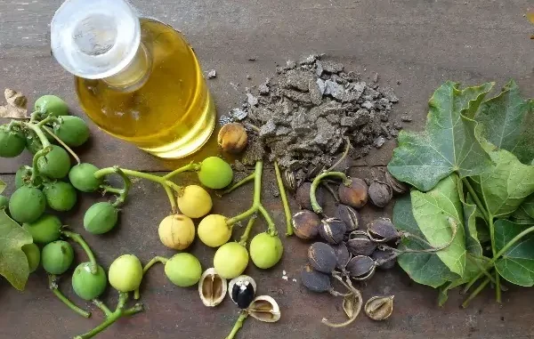 Aceite de jatropha curcas para biodiesel