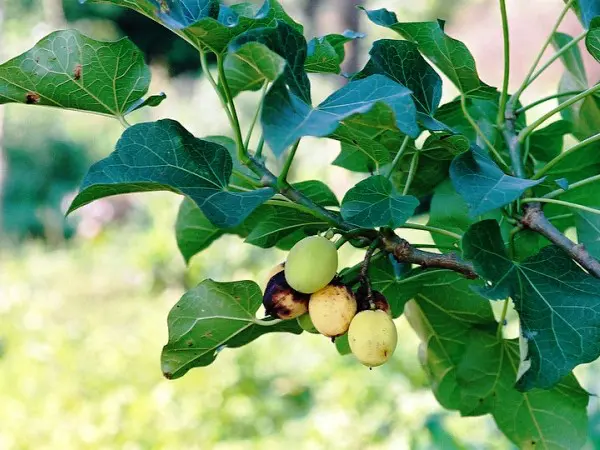 Frutos de piñon (Jatrofa Curcas L.)